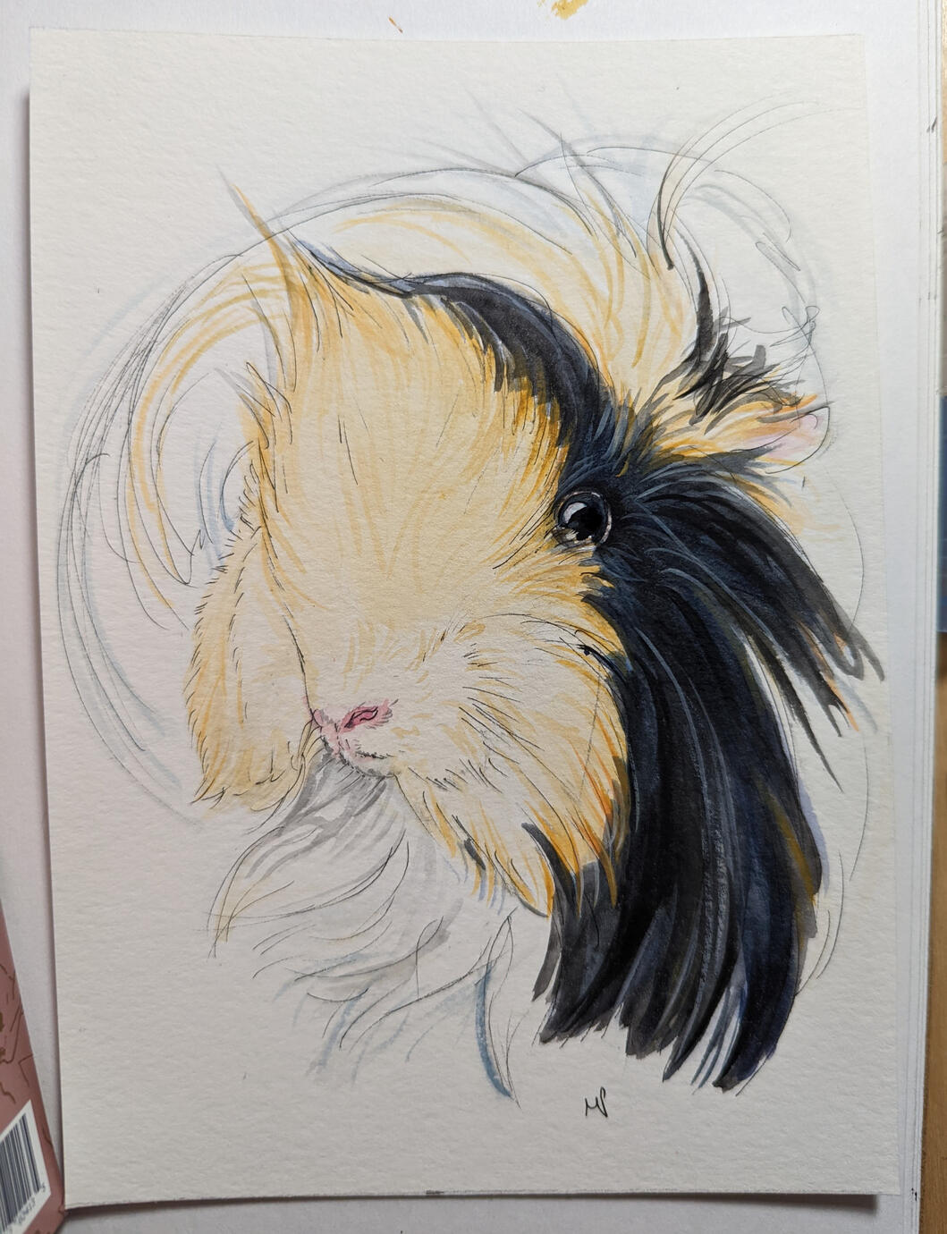 guinea pig portrait